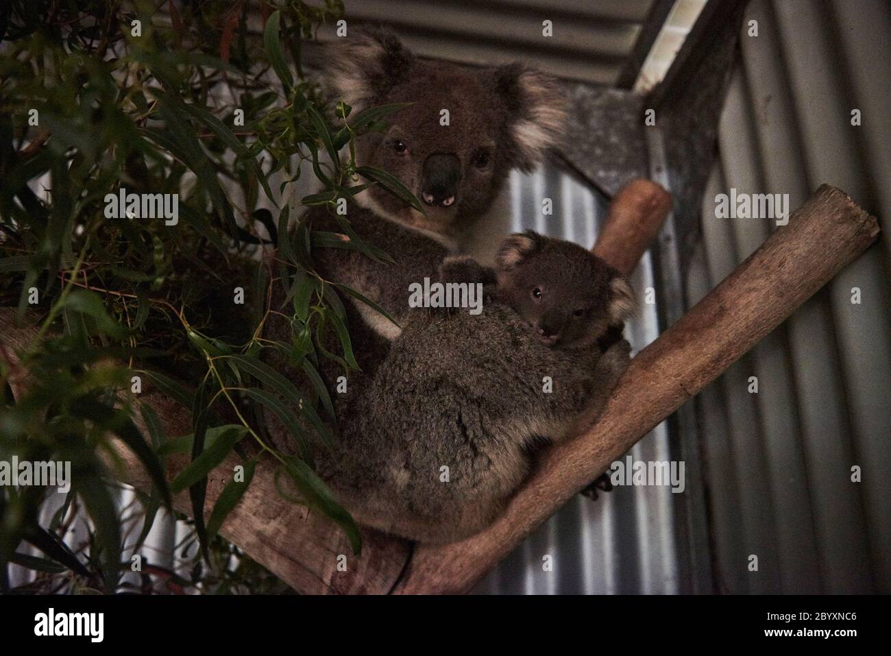 Orphaned baby koala hi-res stock photography and images - Alamy