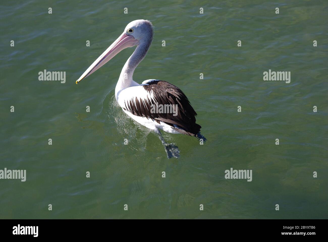 Australian Pelican Pelecanus conspicillatus on Pumicestone Passage Stock Photo