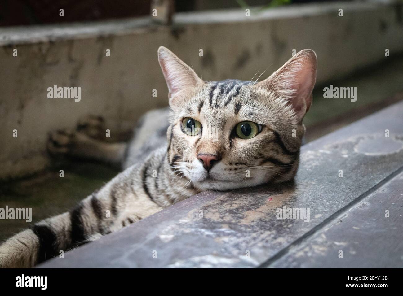 The cat AMERICAN SHORTHAIR strains, head resting, daytime wood floor Stock Photo