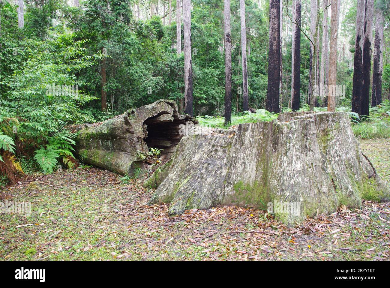 Felled old tree and stump at entrance to Mapleton Forest Walk Blackall ...