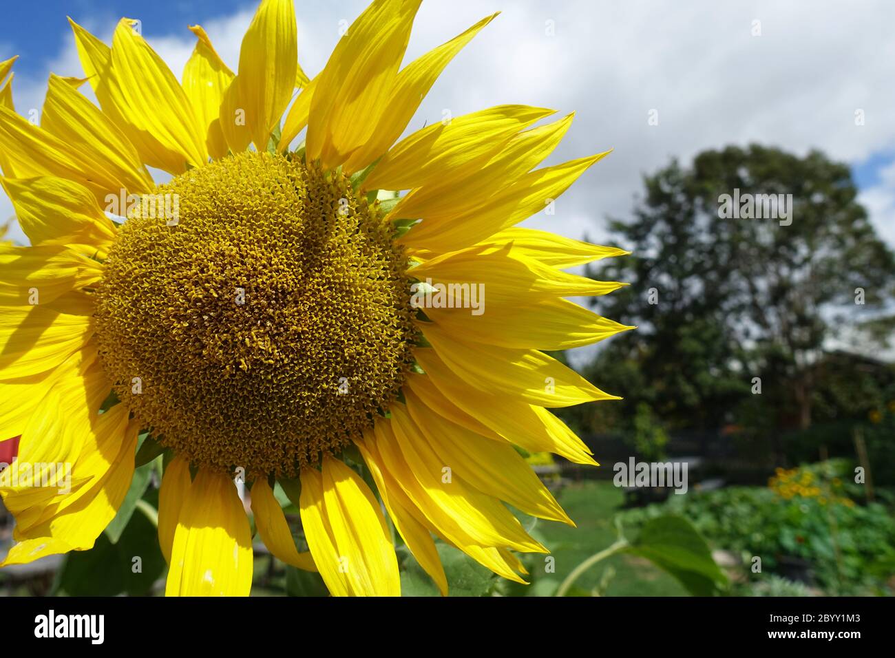 A large Australian Sunflower in bloom Stock Photo Alamy