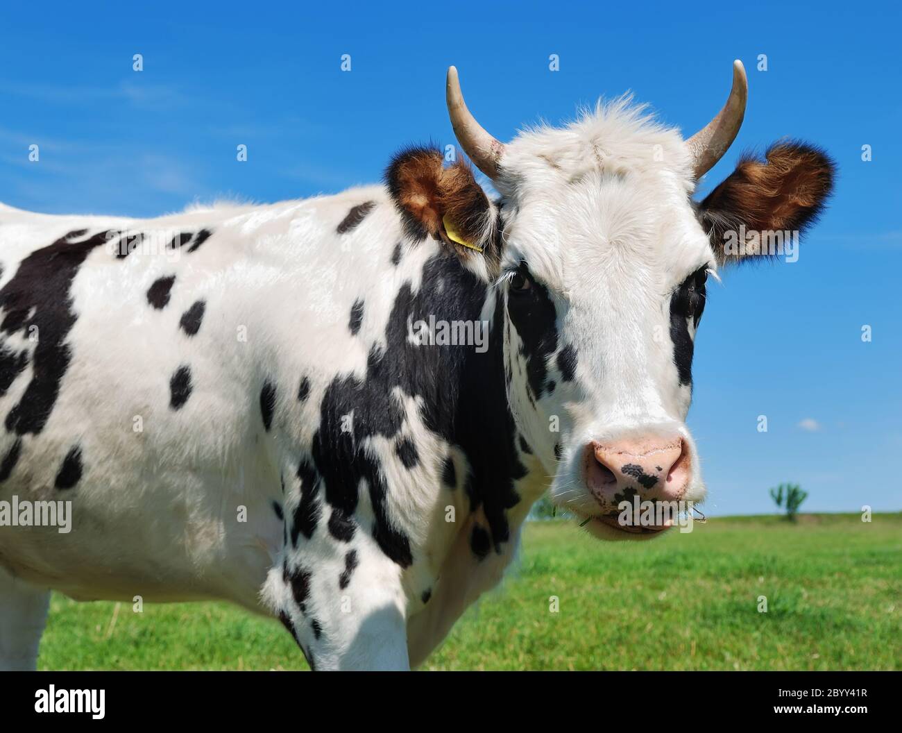 young horned spotted cow Stock Photo Alamy