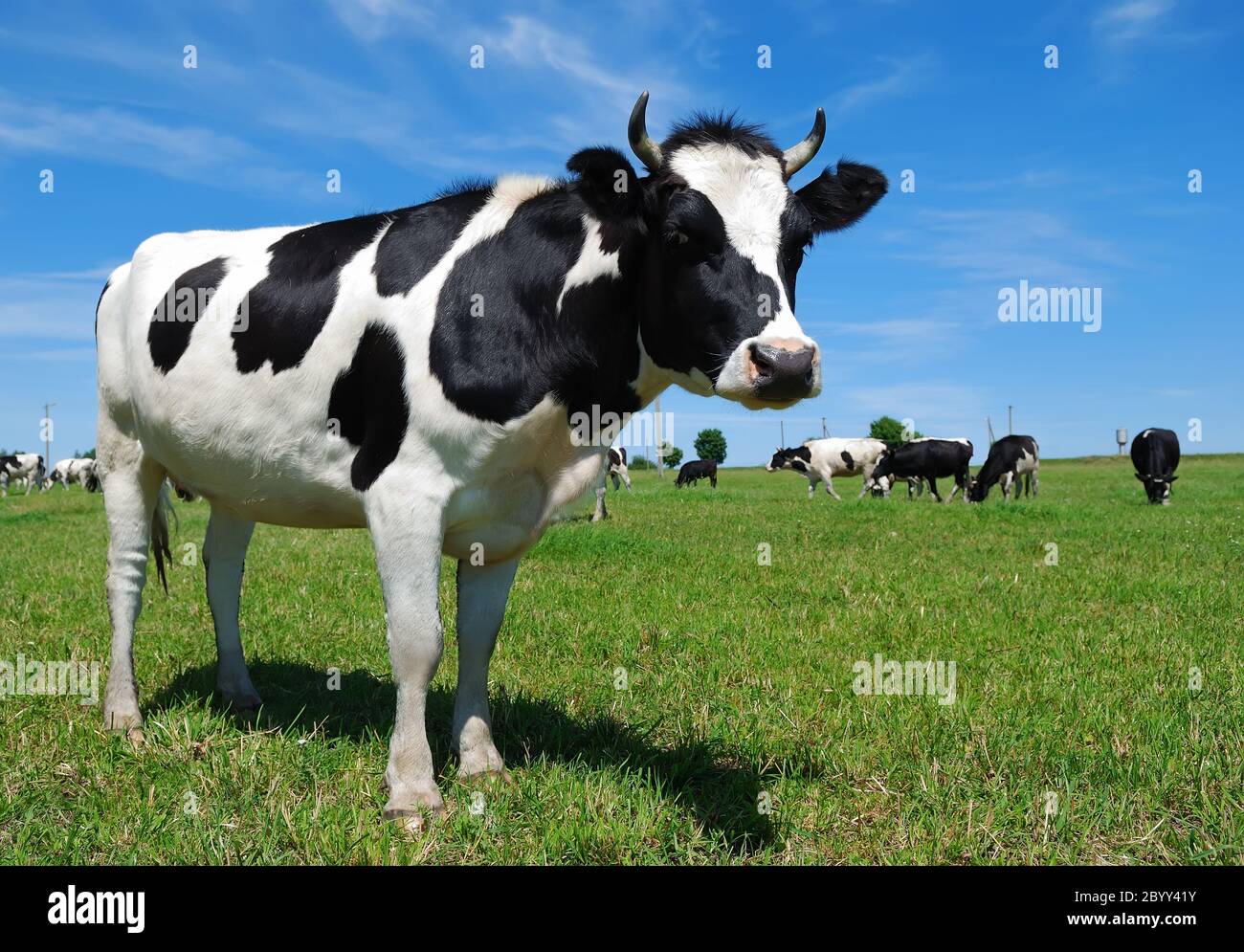 young horned cow on the grassland Stock Photo