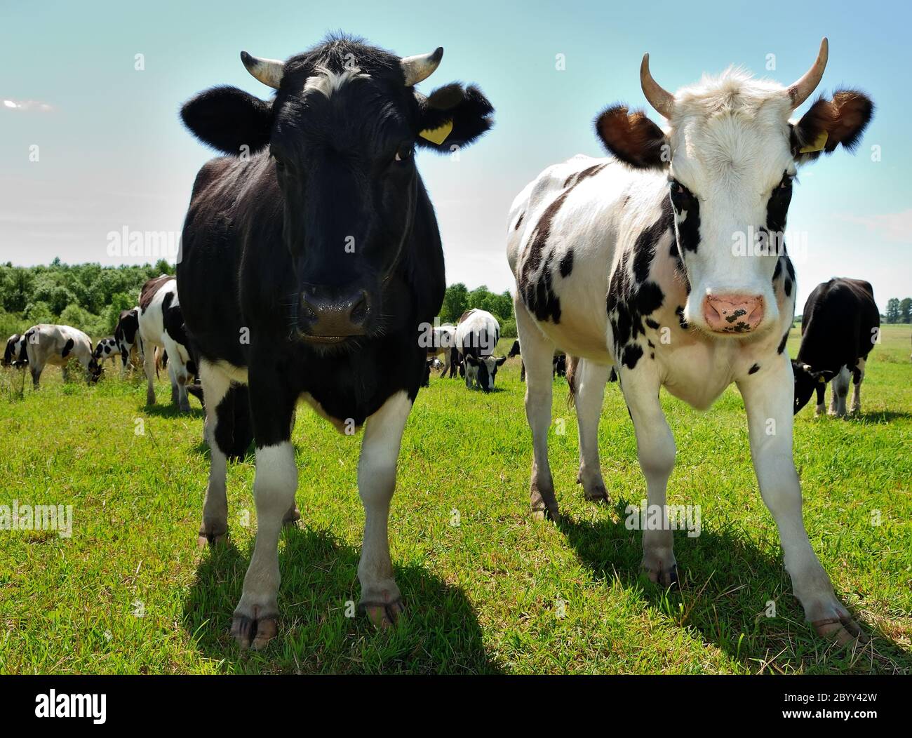 Couple of curious cows on pasture Stock Photo