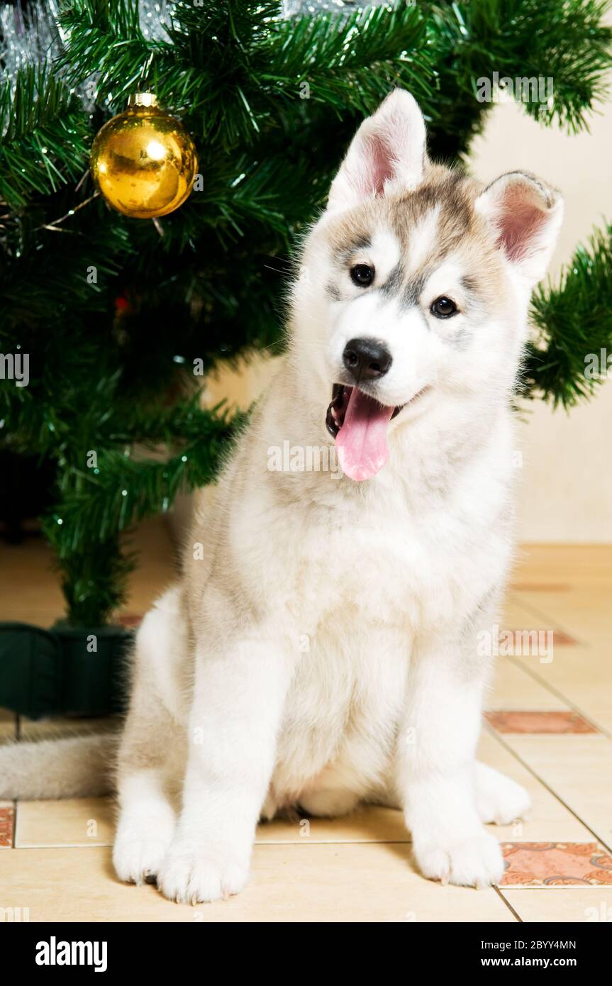 adorable husky dog Stock Photo
