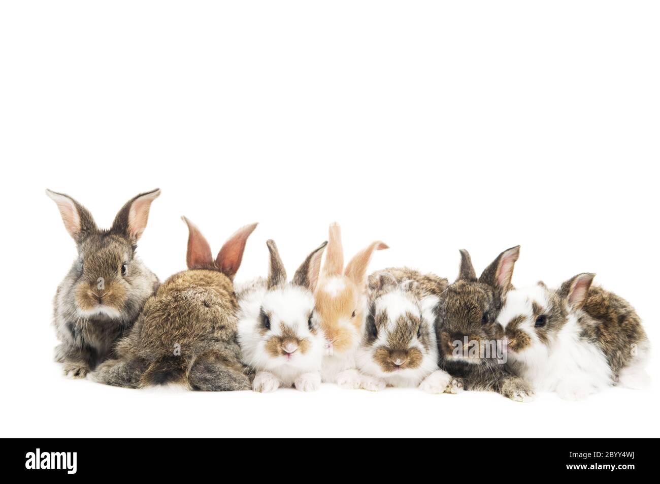 group of rabbits in a row Stock Photo