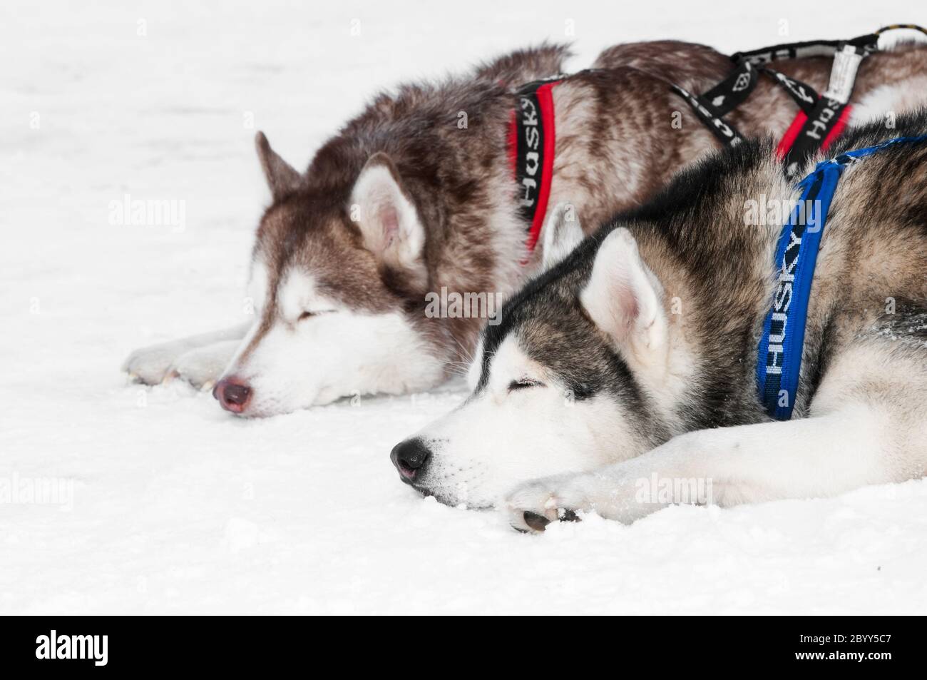 sled dog siberian husky Stock Photo