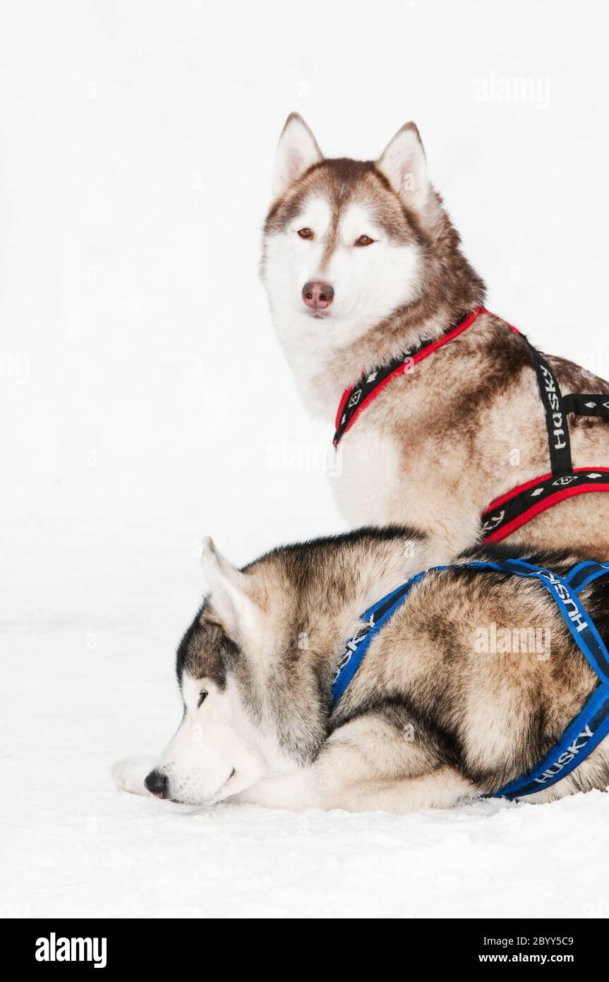 sled dog siberian husky Stock Photo