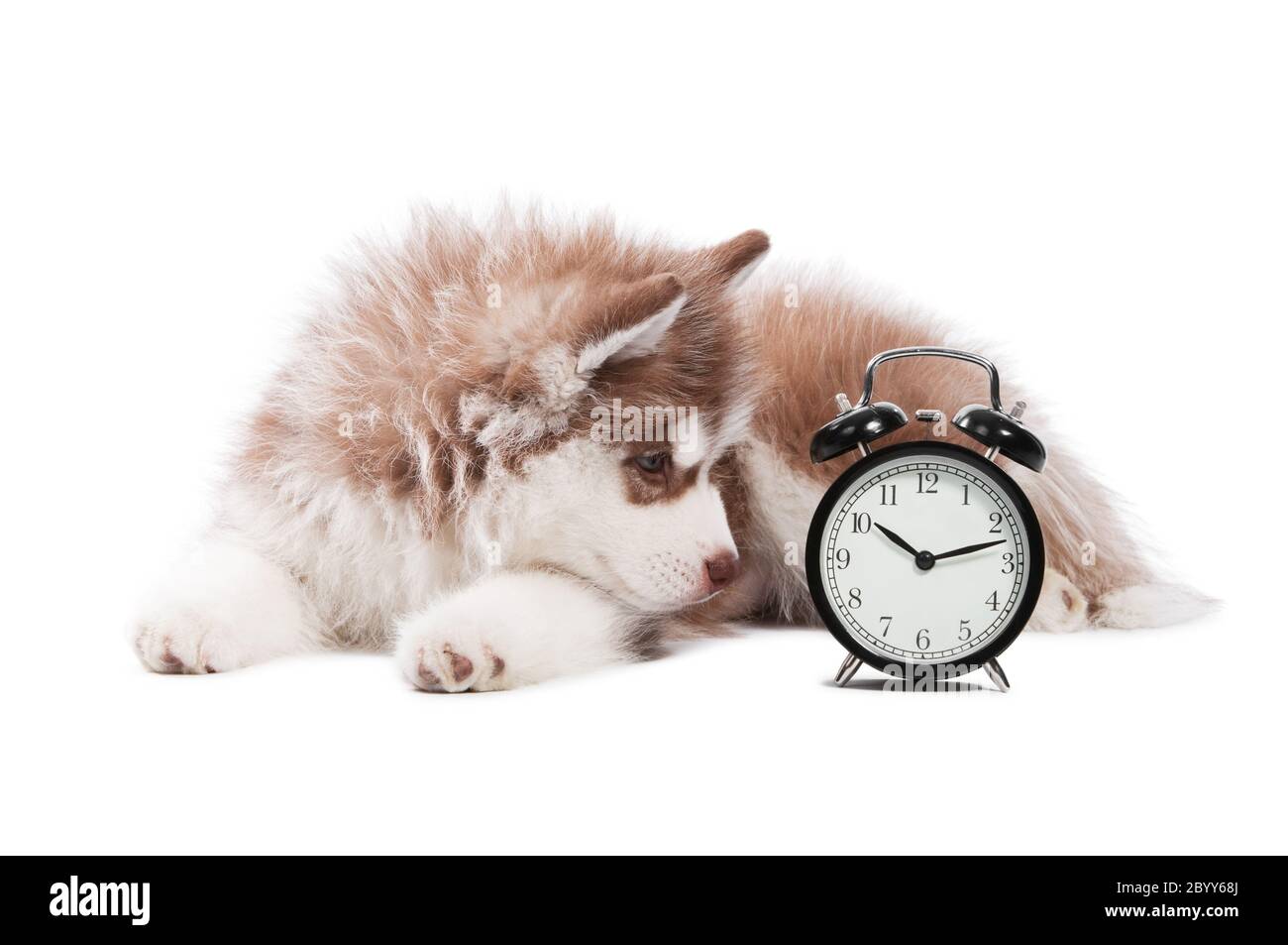puppy with clock time Stock Photo Alamy