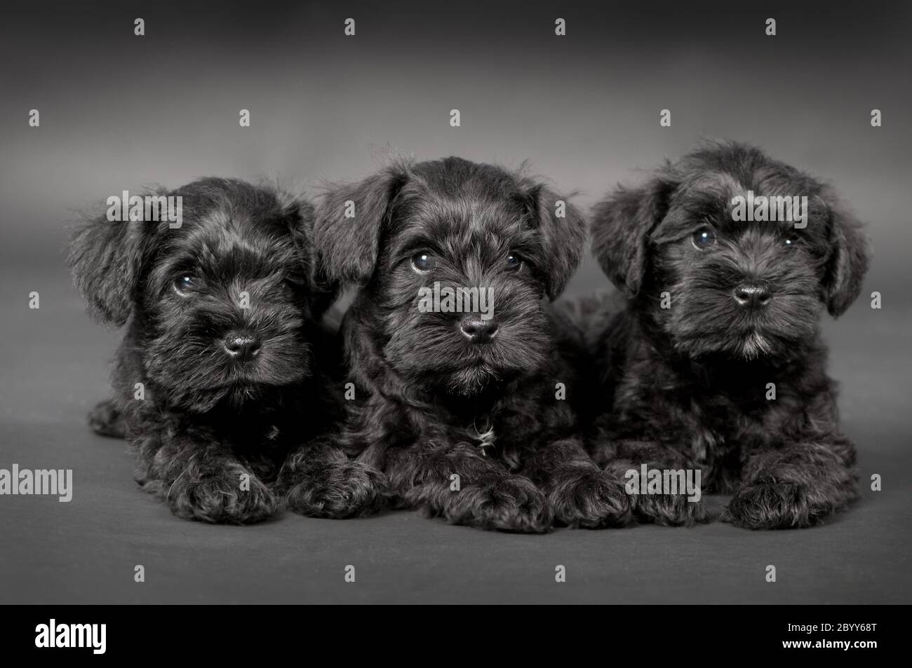 three black puppy of zwergschnauzer Stock Photo