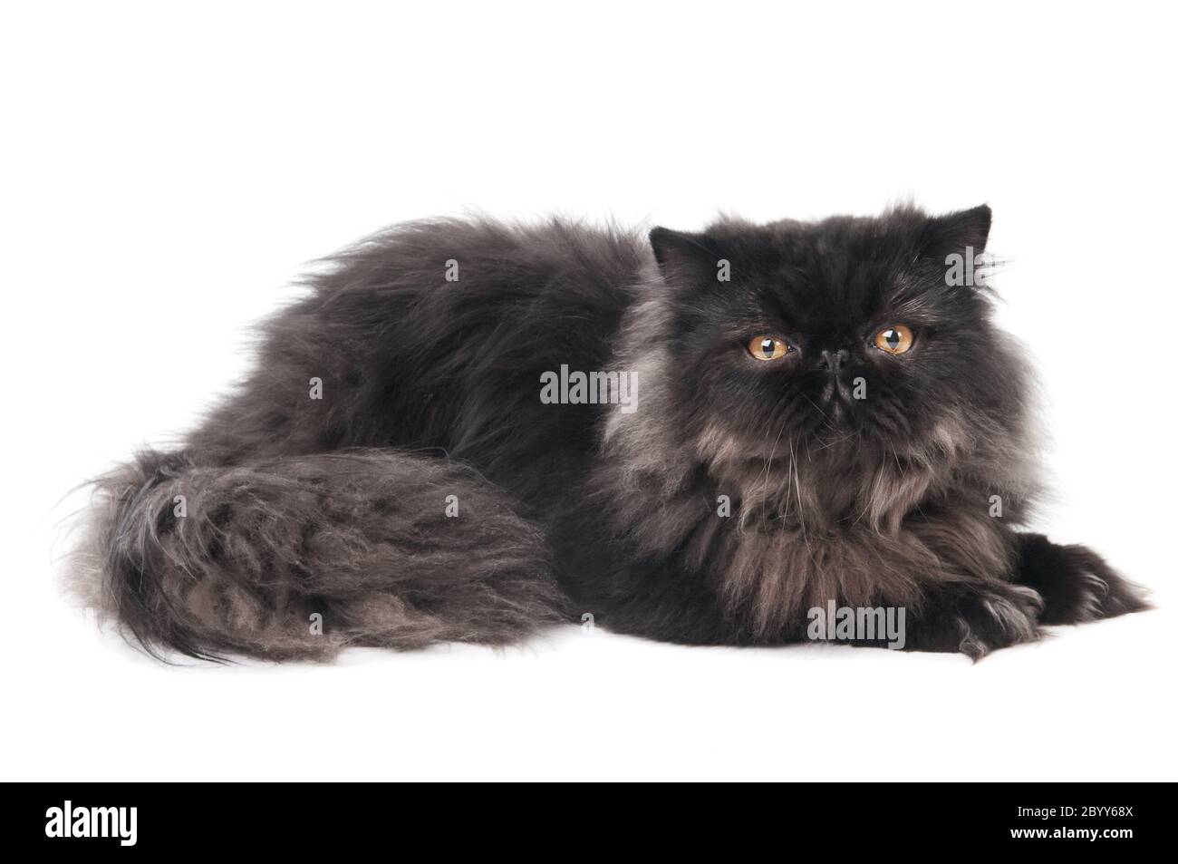 black persian kitty cat Stock Photo