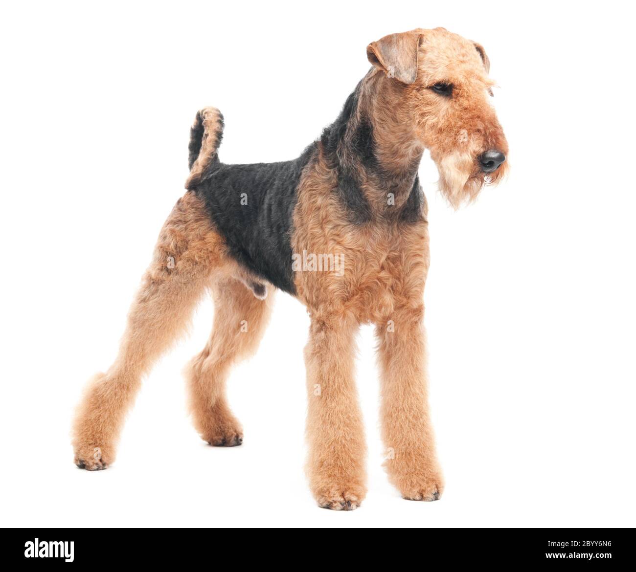 Airedale Terrier dog isolated Stock Photo