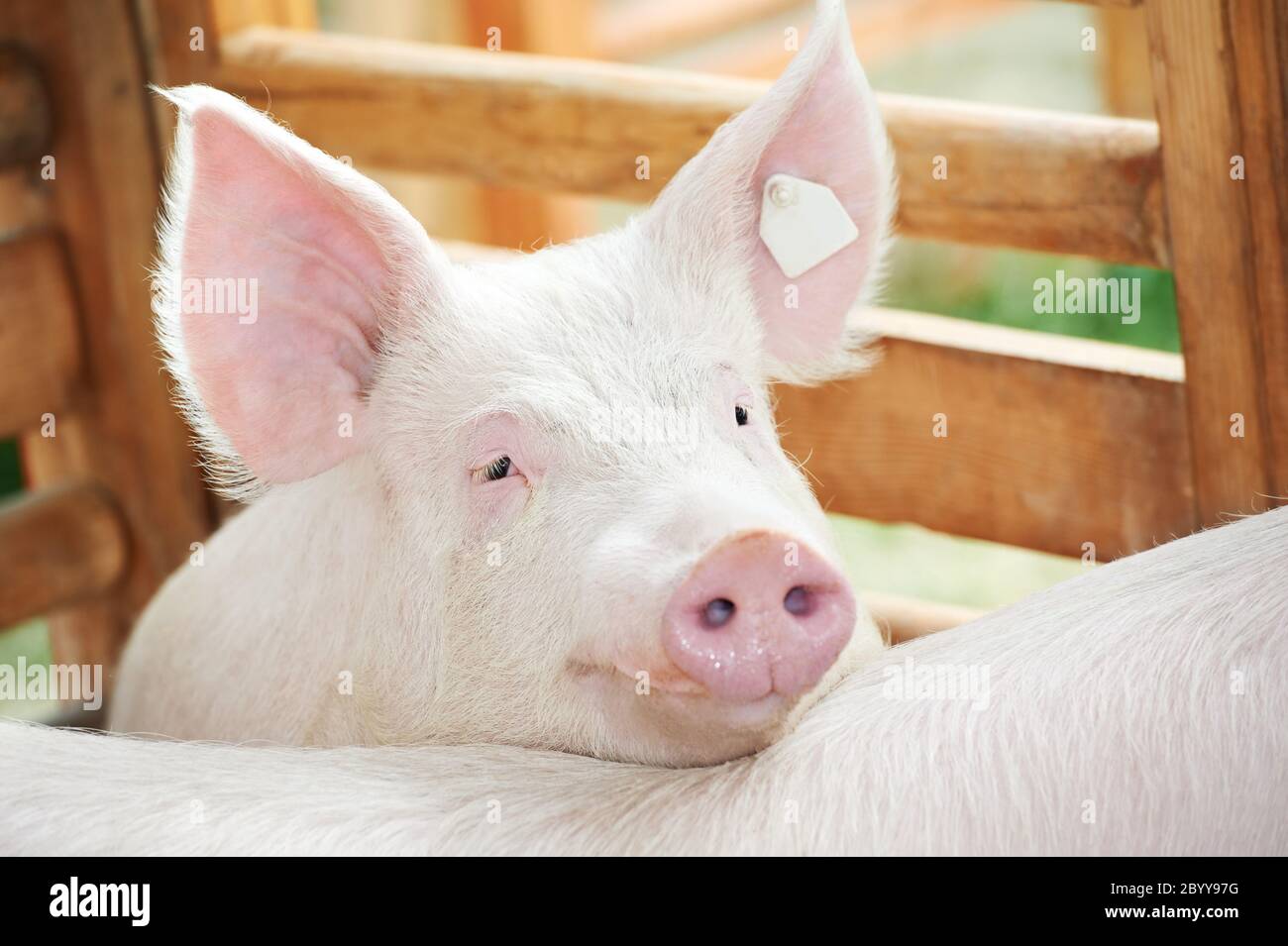 Pig shed hi-res stock photography and images - Alamy