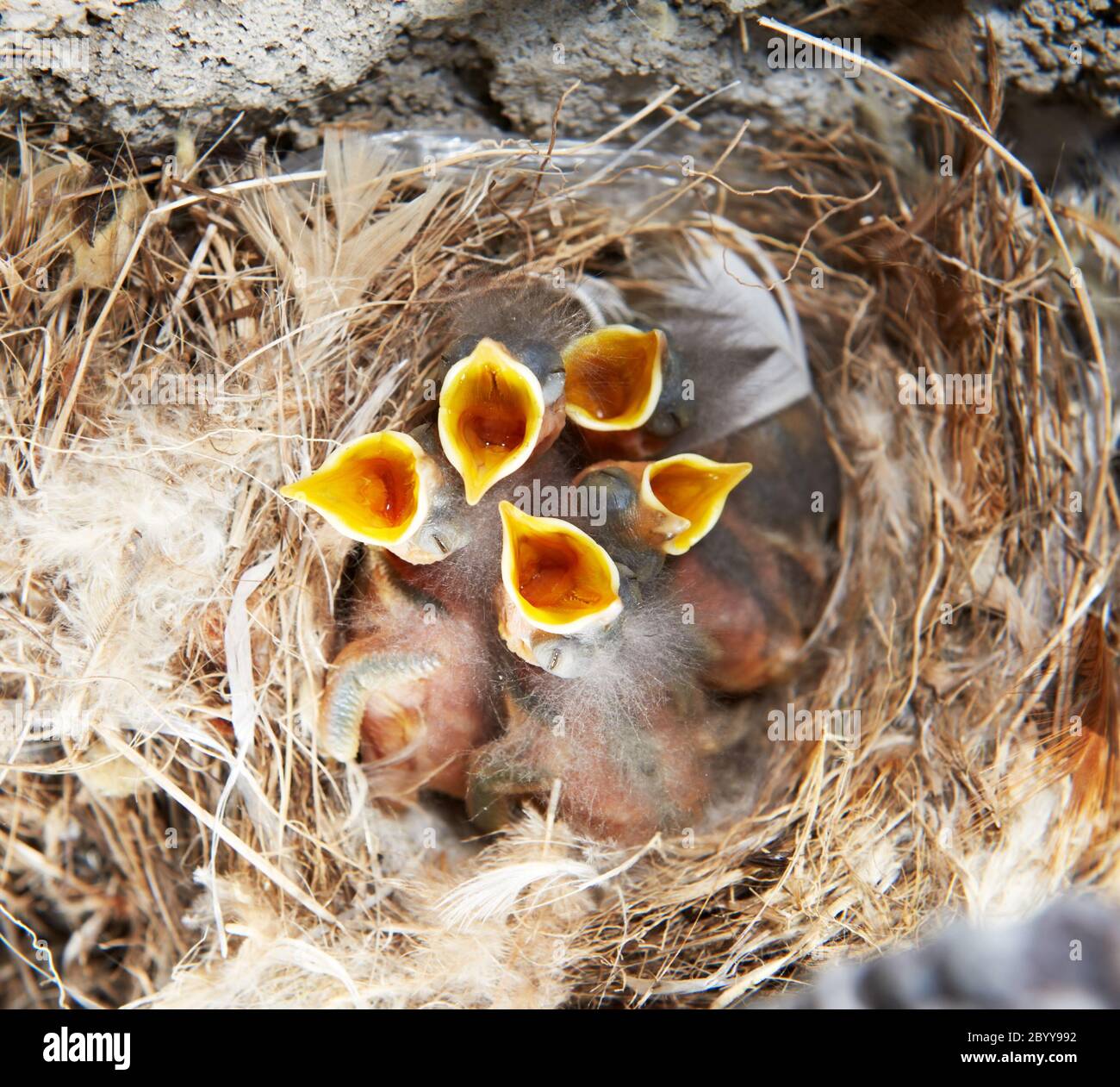 nest with nestling brood Stock Photo