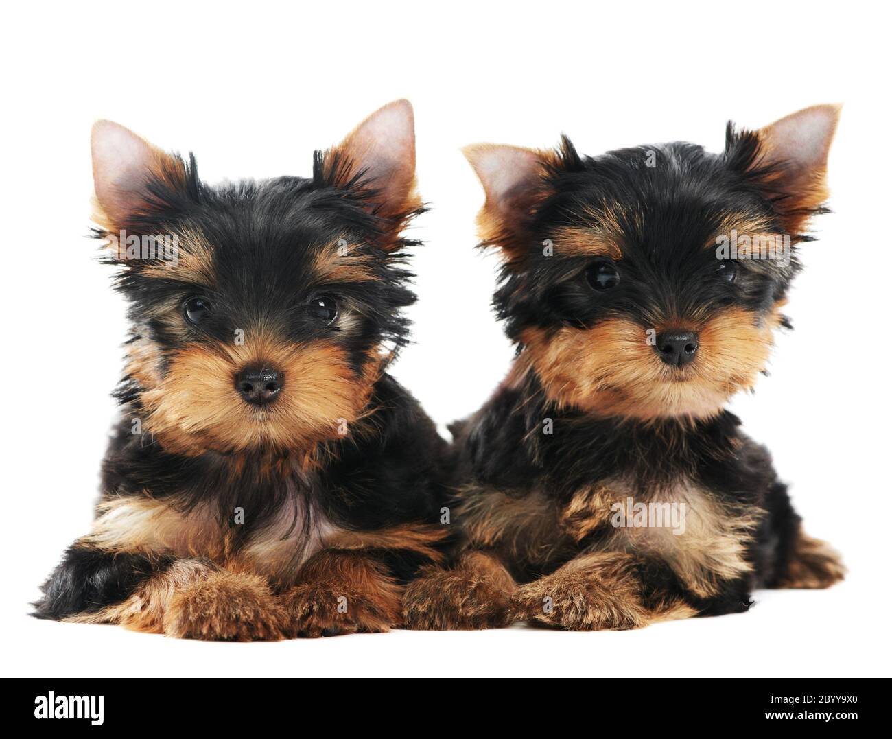 YORKSHIRE TERRIER GLOSSY POSTER PICTURE PHOTO yorkie dog puppy puppies cute 218
