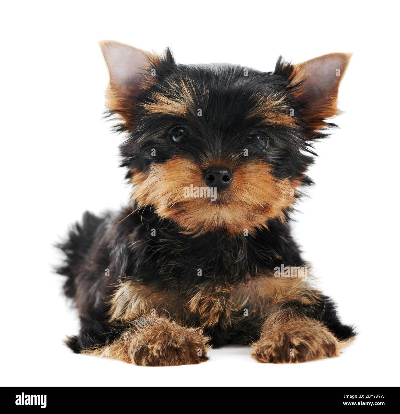 One Yorkshire Terrier (of three month) puppy dog Stock Photo