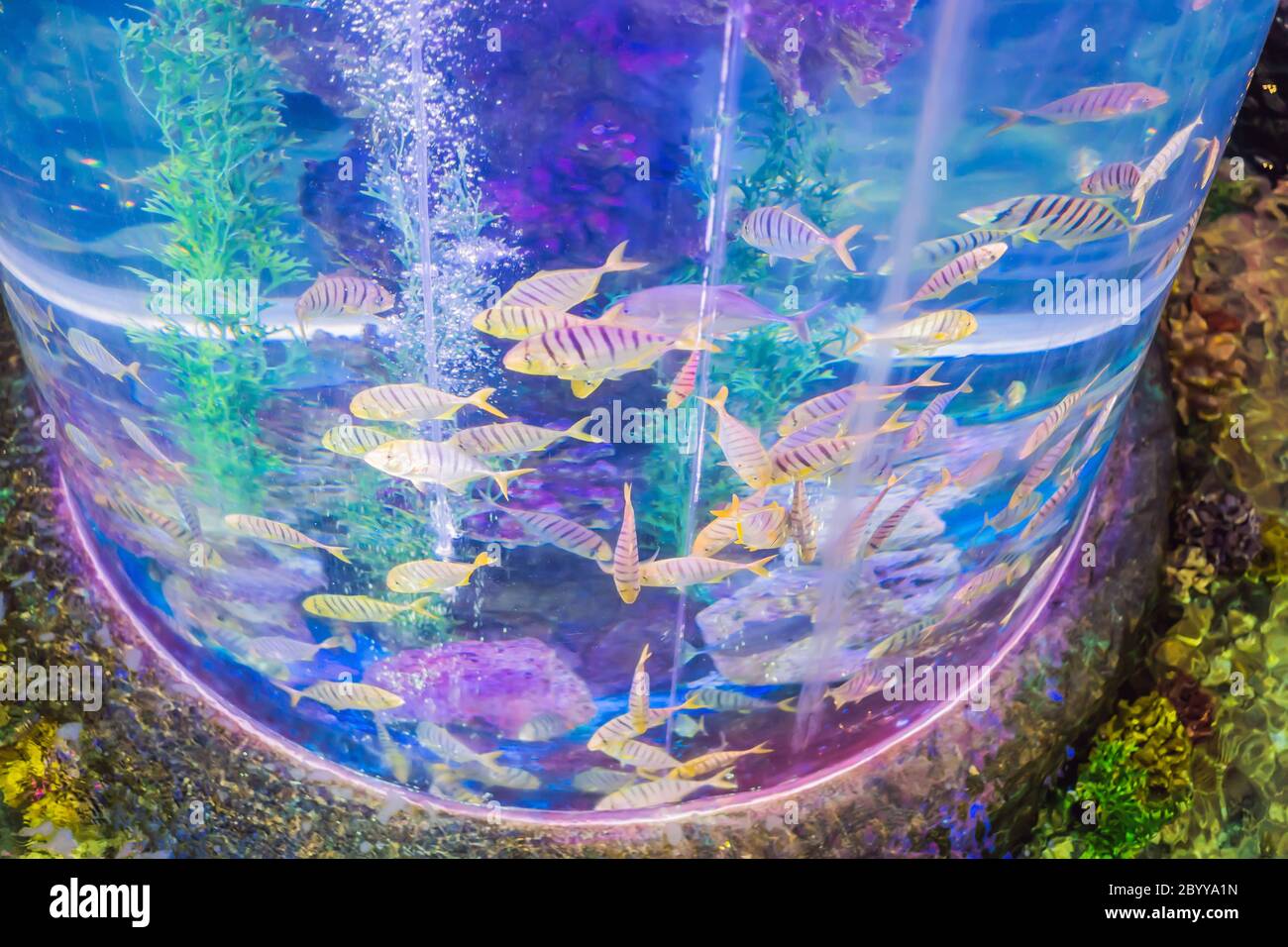 bluefish aquarium
