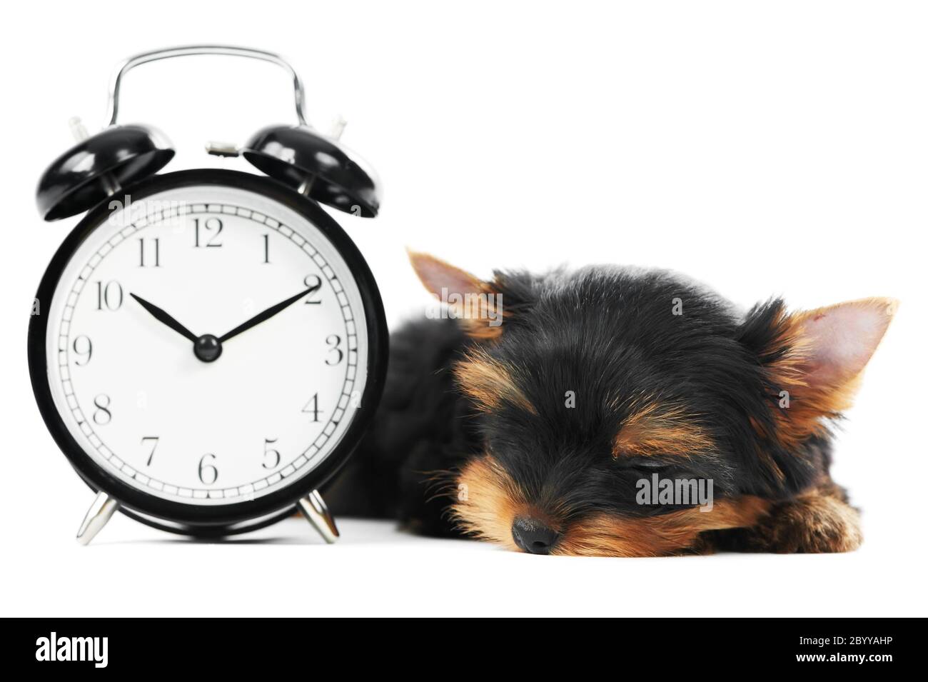 Yorkshire Terrier puppy dog with alarm clock Stock Photo Alamy