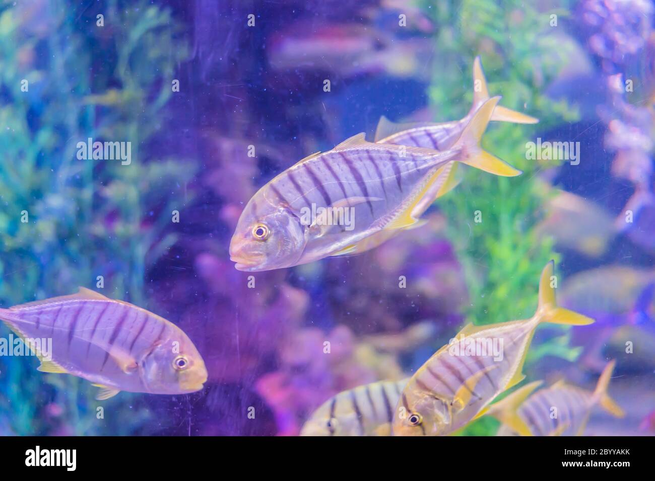 School trip aquarium hi-res stock photography and images - Alamy