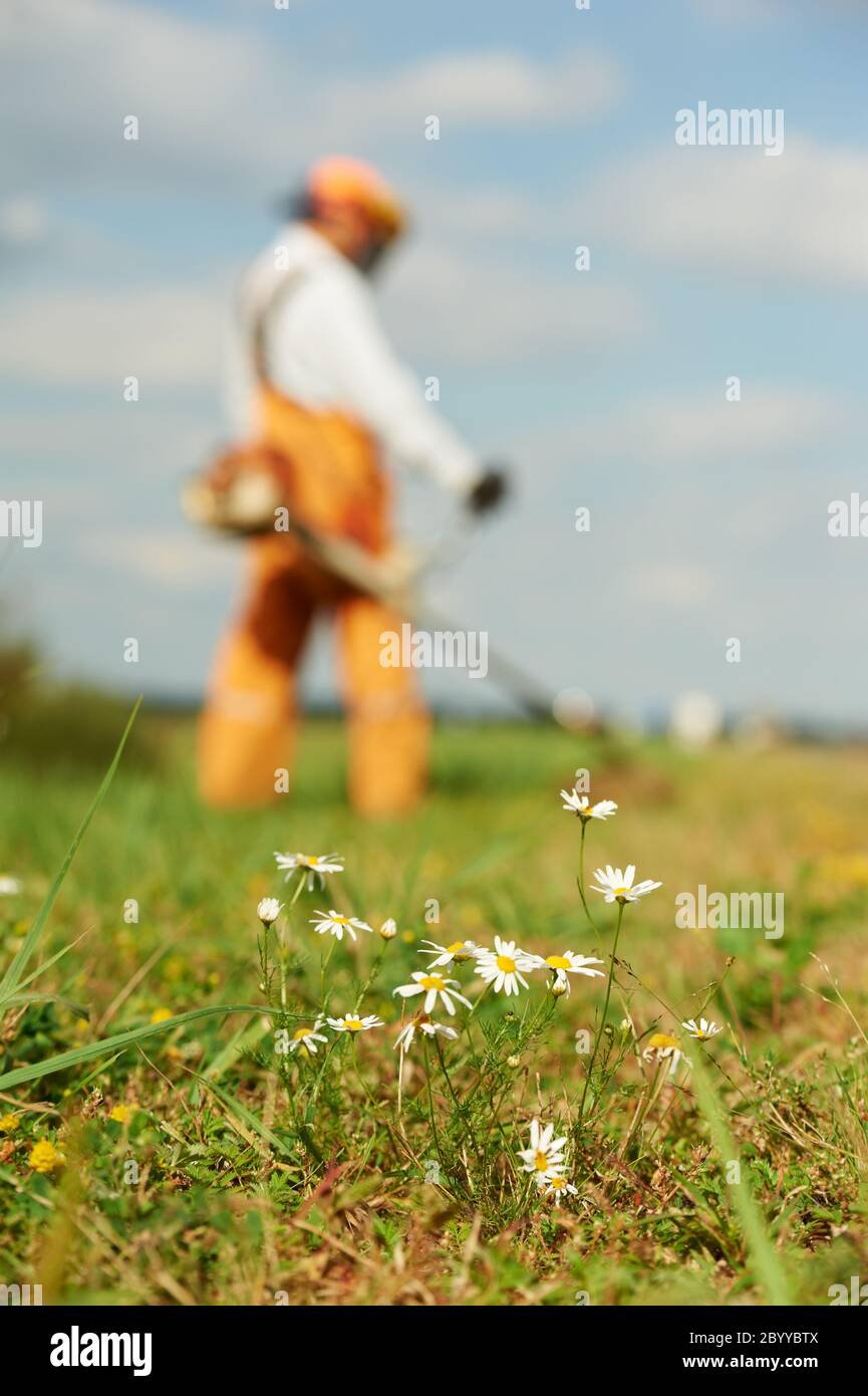 Grass trimmer works concept Stock Photo