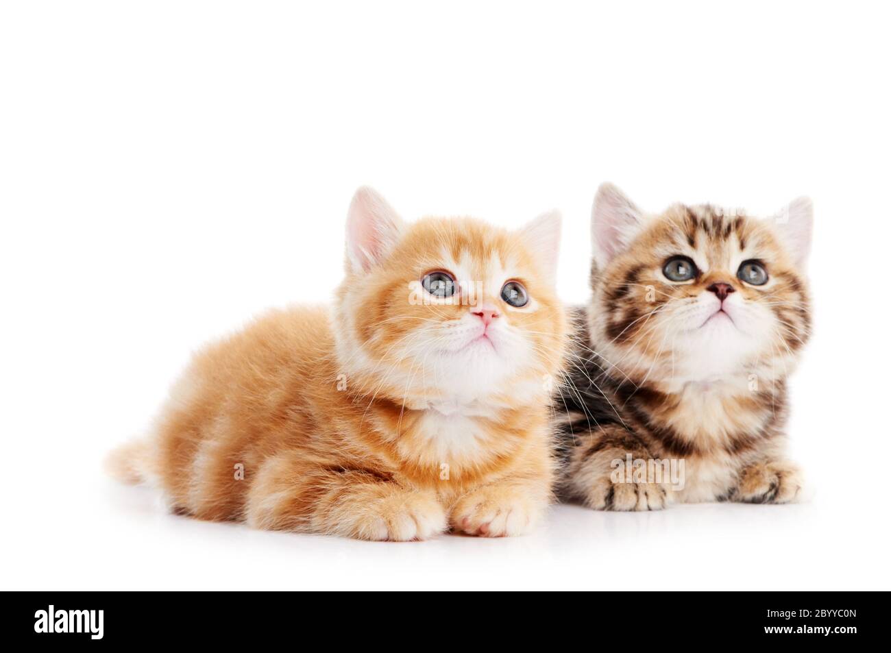little british shorthair kittens cat Stock Photo