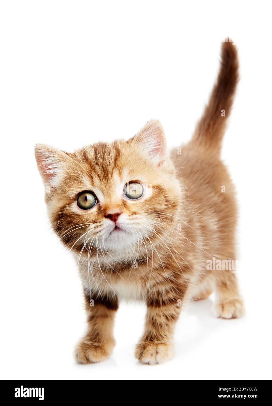British Shorthair kitten cat isolated Stock Photo