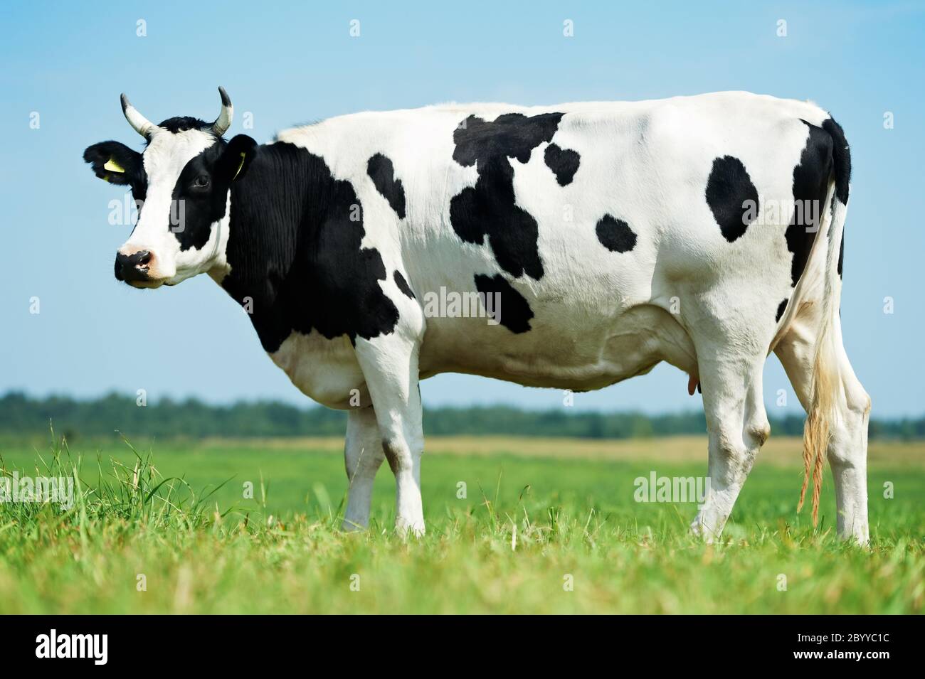 White black milch cow on green grass pasture Stock Photo