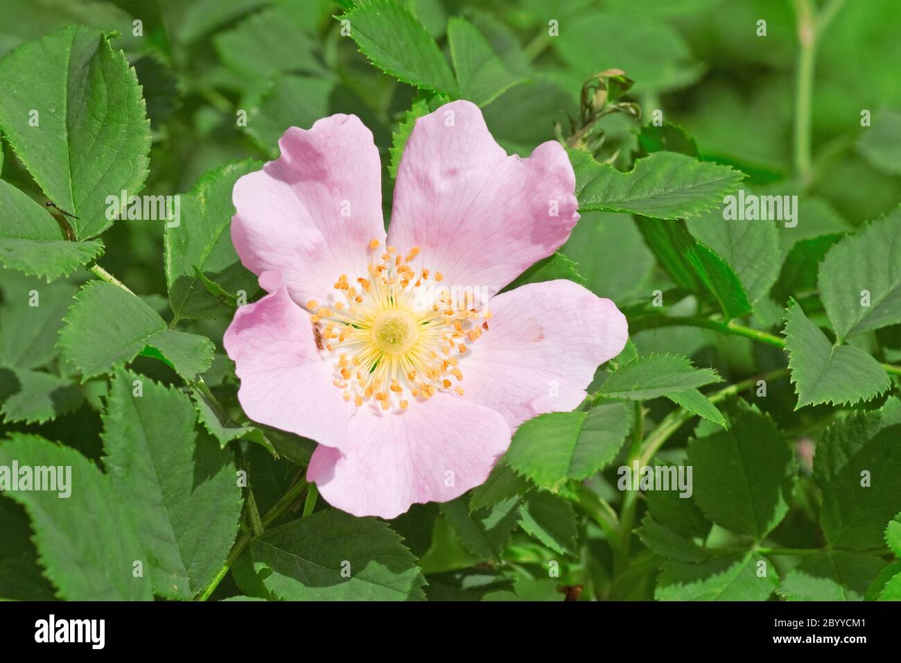 wild rose flower bloom Stock Photo - Alamy