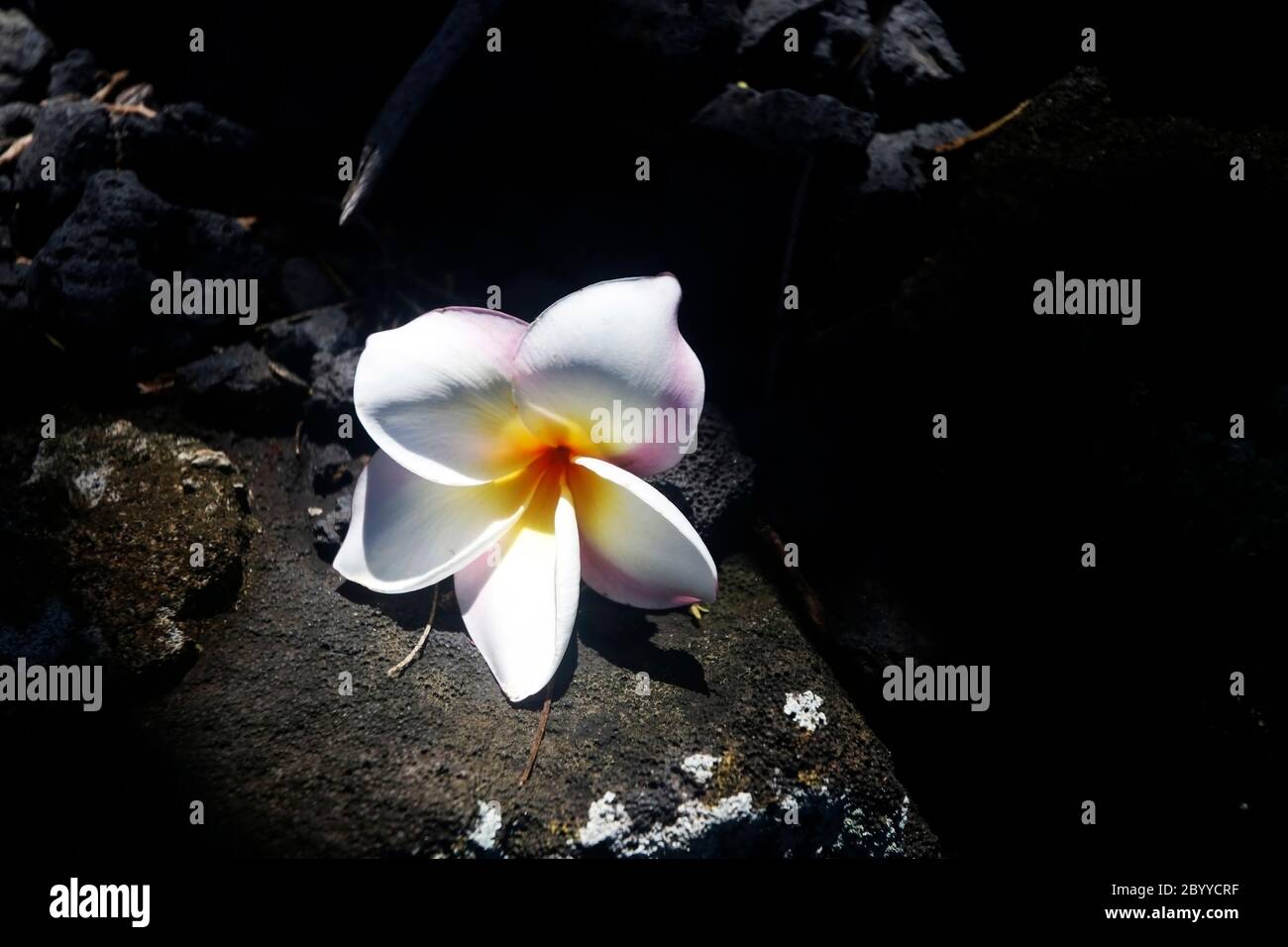 Scenic view with white frangipani flower in sunlight on the shadowed black lava stones. Hawaii Big Island, USA. Stock Photo