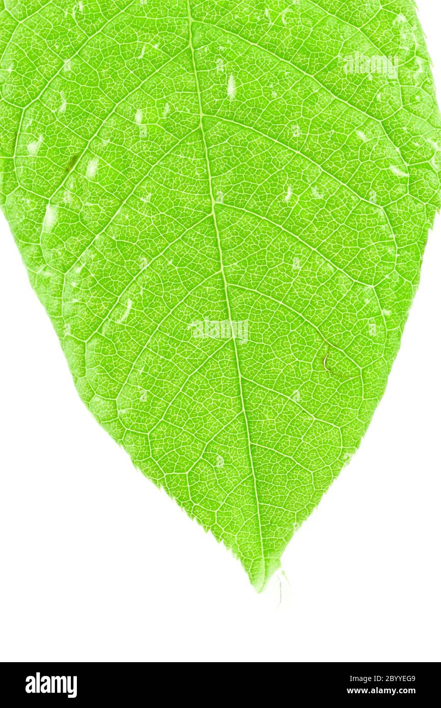 leaf on white background Stock Photo