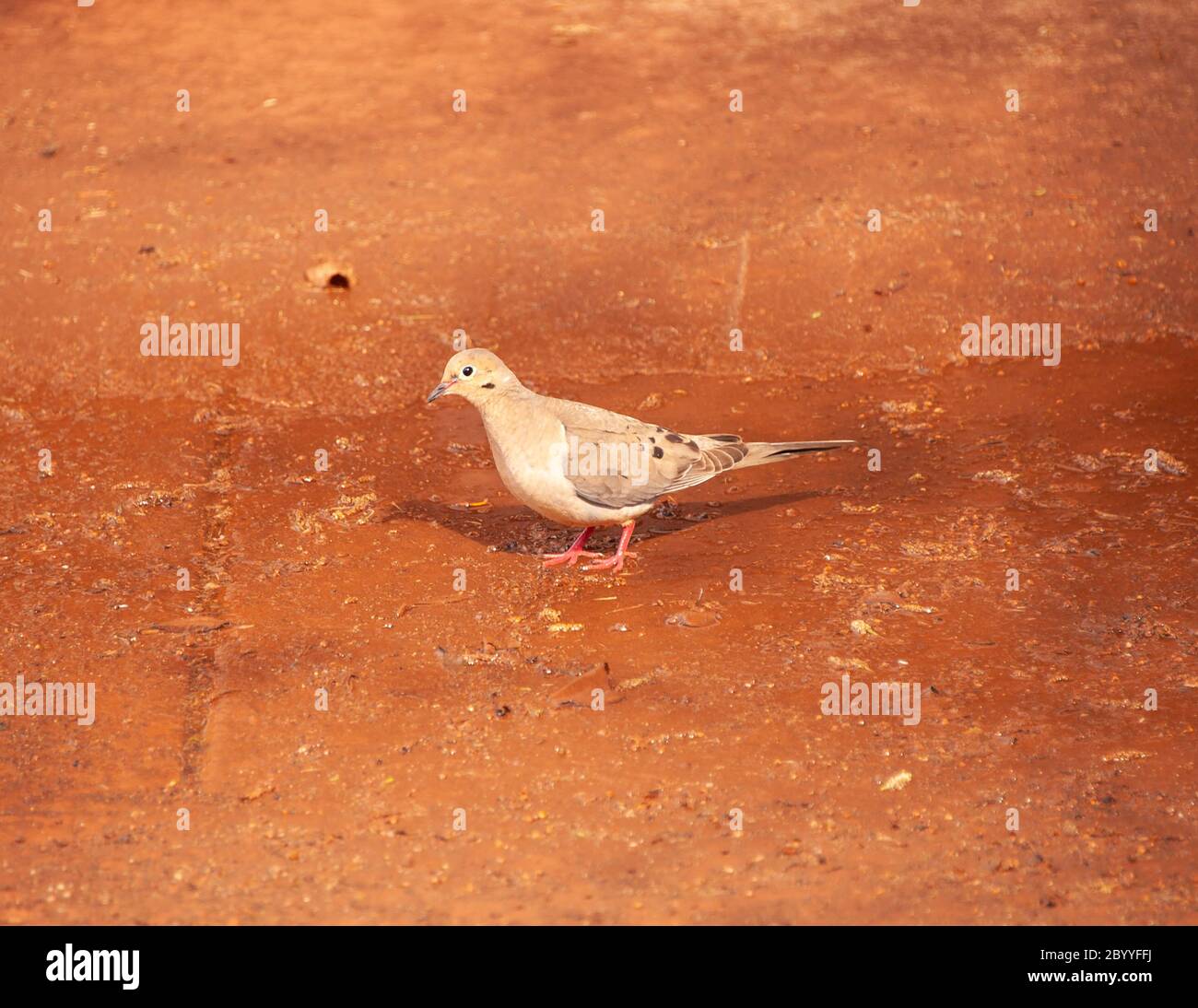 Mourning Dove Hunting Lunch Stock Photo Alamy