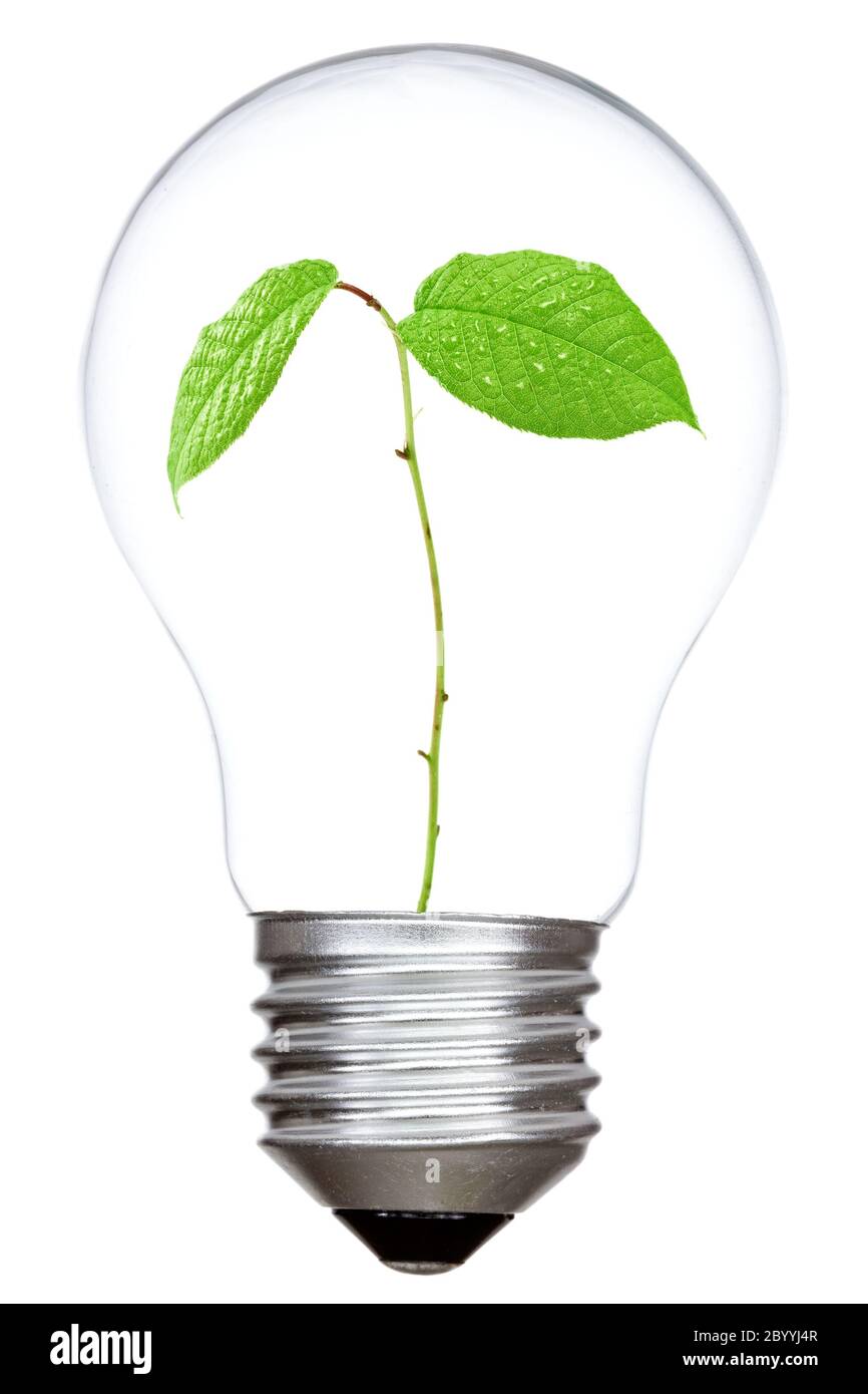Light bulb with green sprout inside Stock Photo Alamy