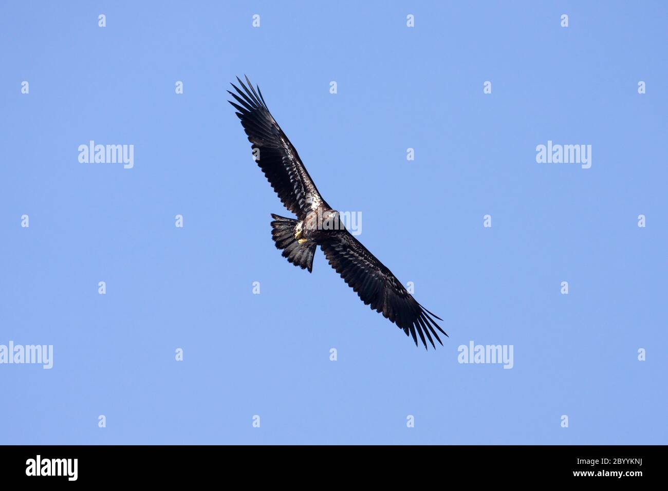 Juvenile American Bald Eagle Stock Photo - Alamy