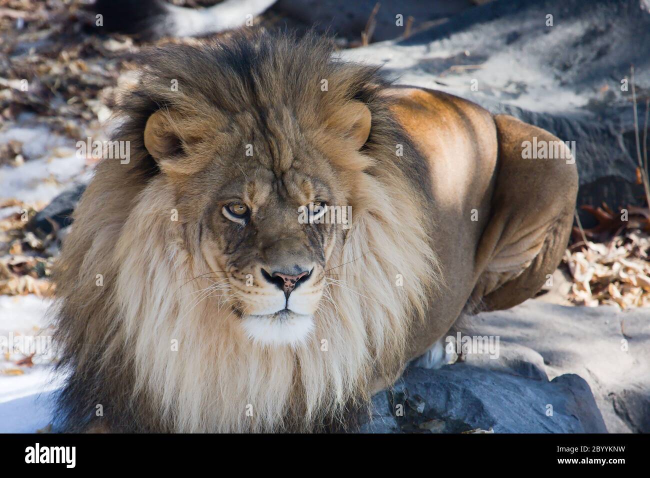 Lion Laying Down Stock Photo