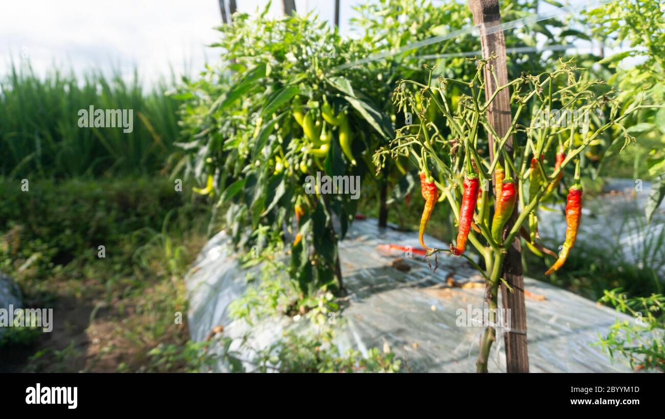 The chilli rot and fall because of pests. Spraying treatment must be