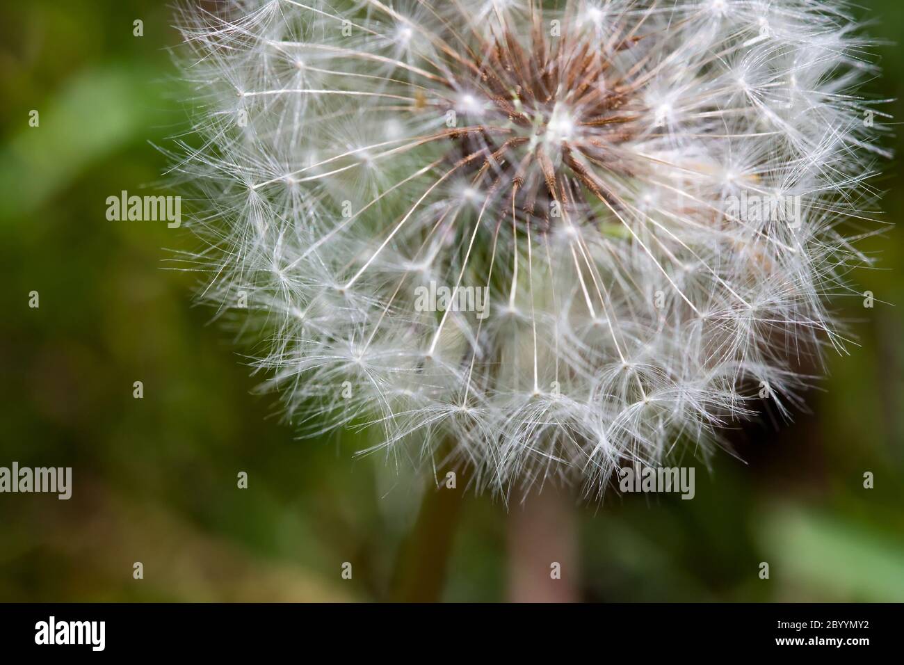 Dandelion gone to Seed Stock Photo