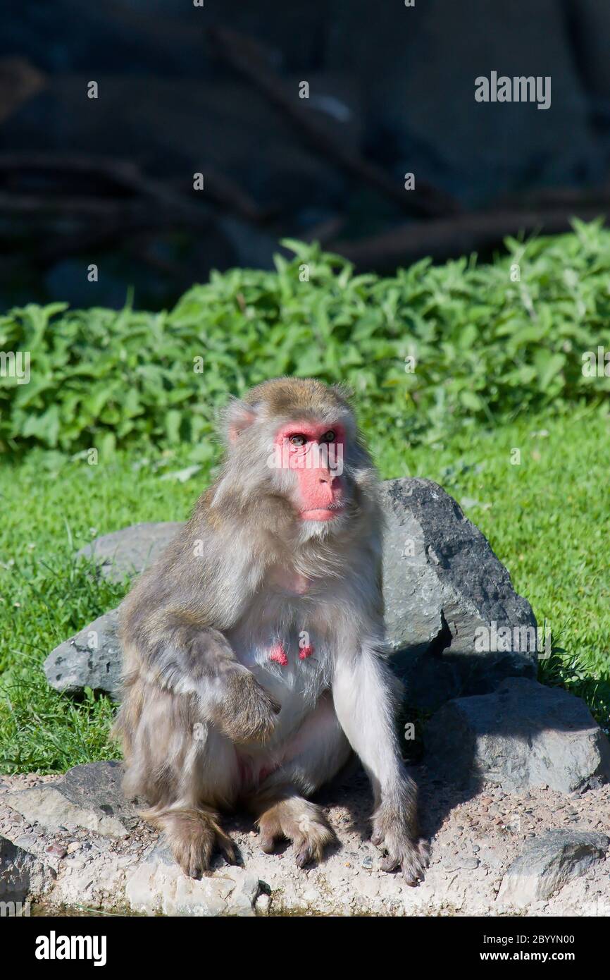 Macaque Monkey Bathing Stock Photo