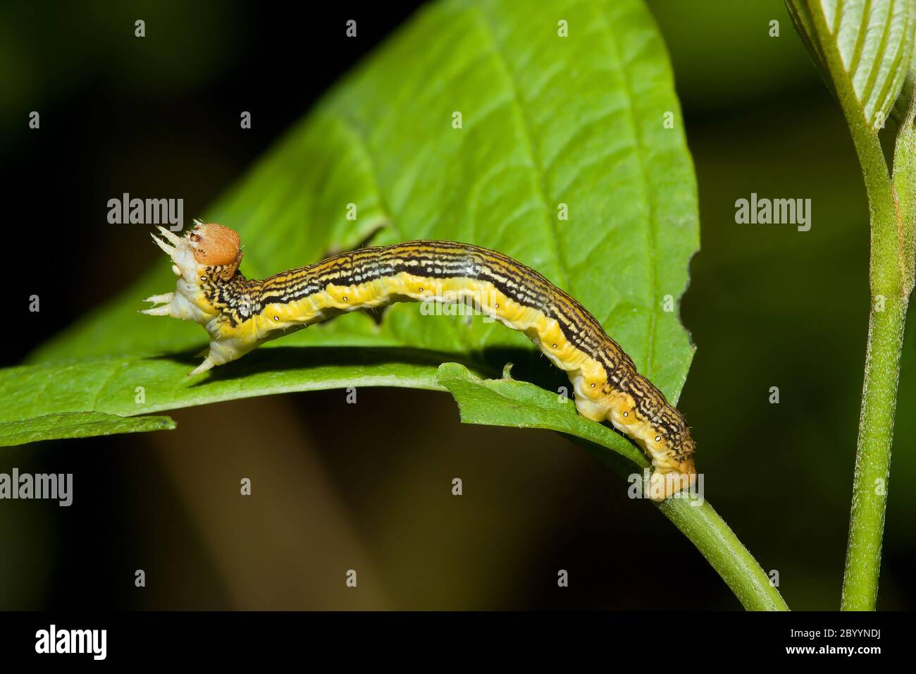 Inchworm hi-res stock photography and images - Alamy