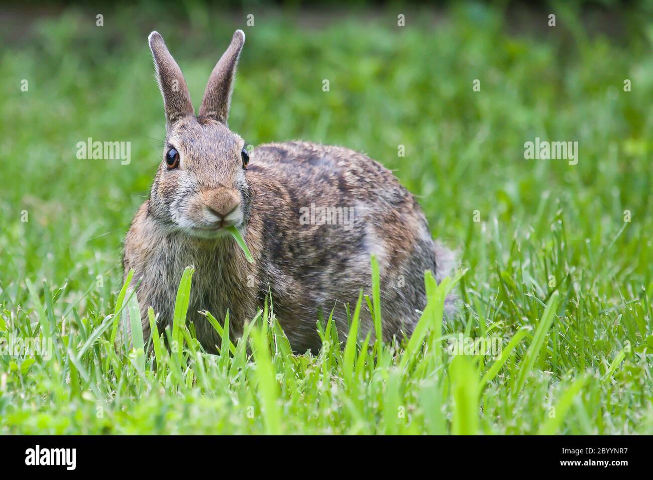 Jack rabbit hires stock photography and images Alamy
