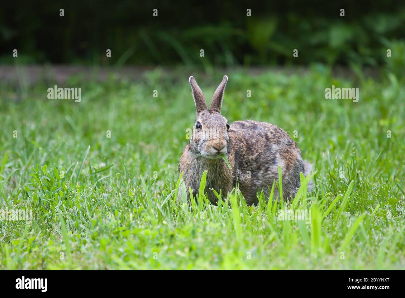 Jack rabbit hires stock photography and images Alamy