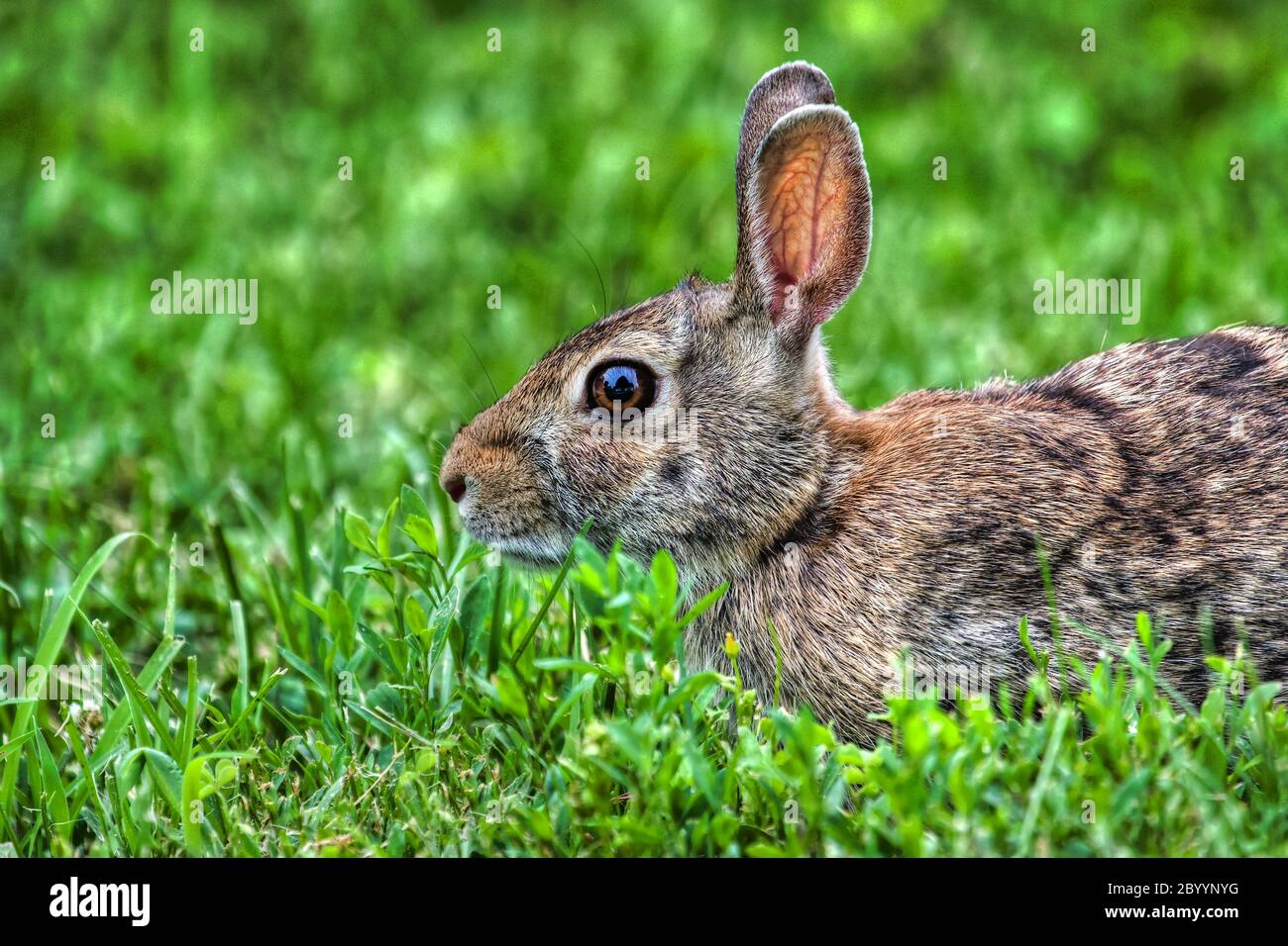 High grass weeds hires stock photography and images Alamy