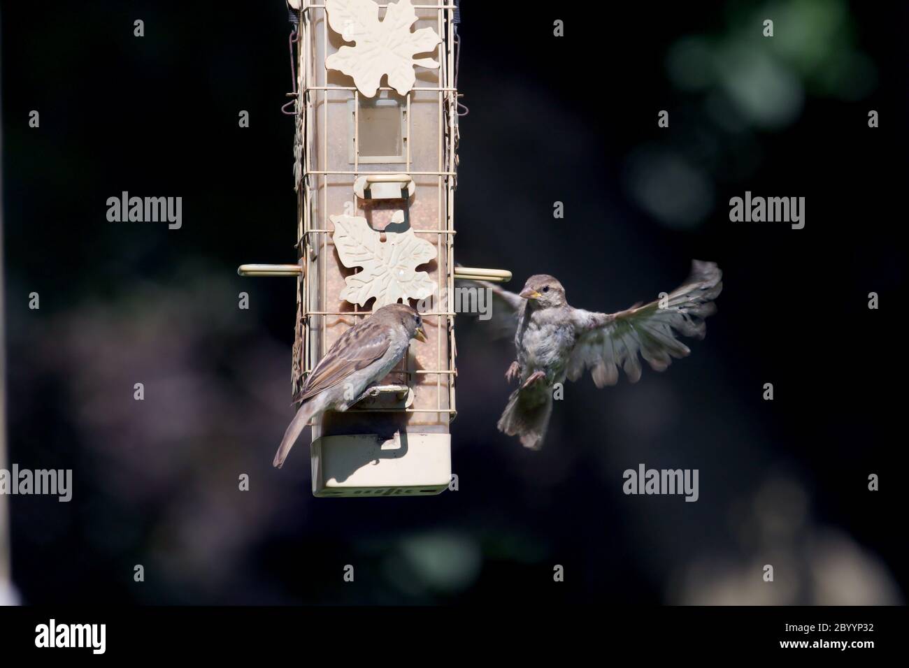 House wrens at the bird feeder Stock Photo