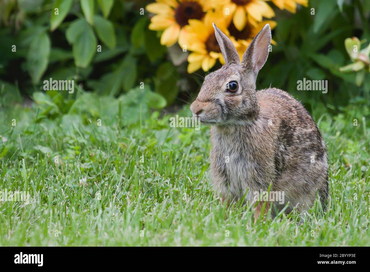 Jack Rabbit and Flowers in HDR Stock Photo Alamy