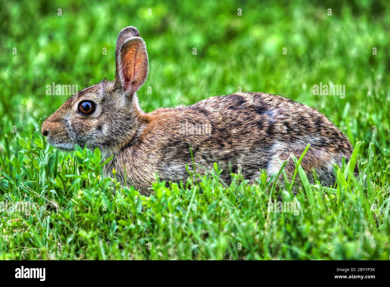 Rabbit in high grass hi-res stock photography and images - Alamy