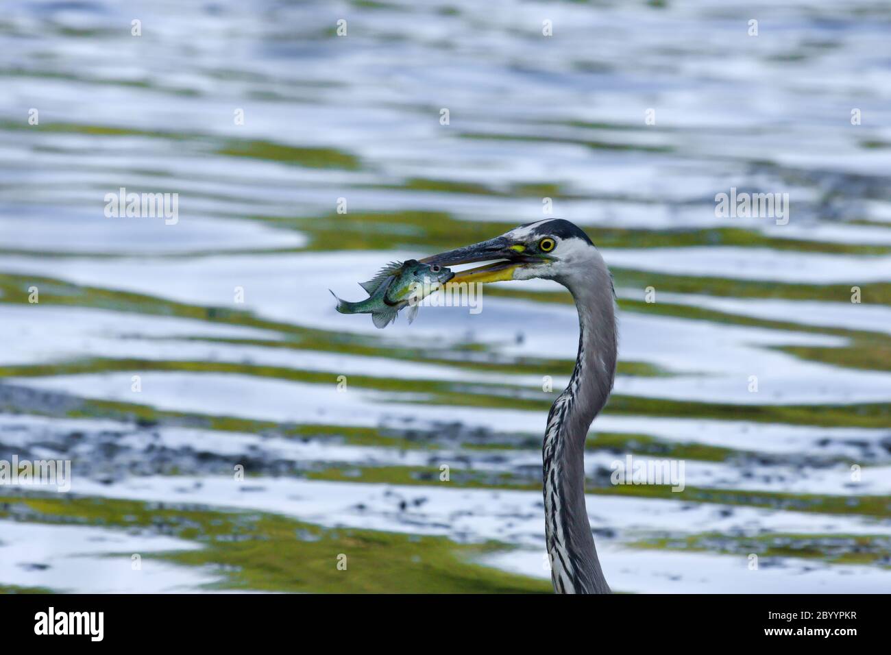 Great Blue Heron catches a Bluegill. Stock Photo