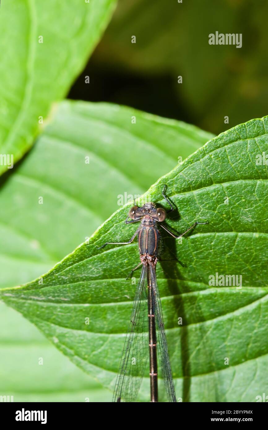 Female Common Blue Damselfly Stock Photo - Alamy