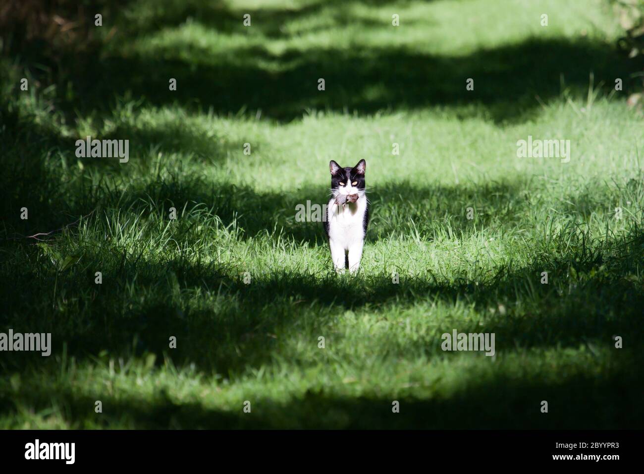 Cat with a mouse in it's Mouth Stock Photo