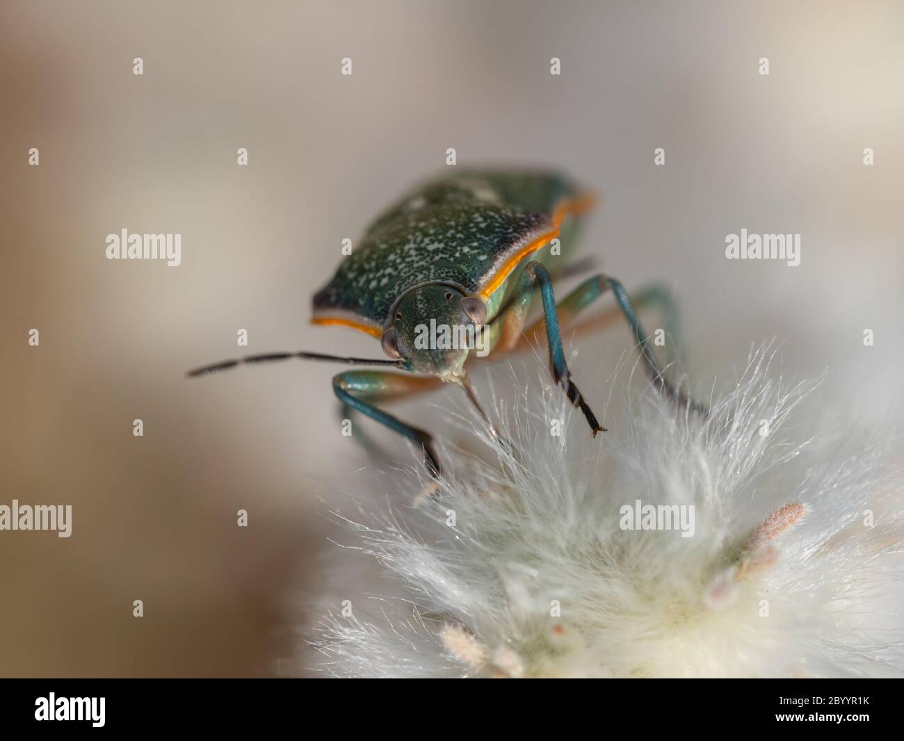 Say's green stink bug (Chlorochroa sayi) focused on the head perched on a fluffy white desert plant Stock Photo