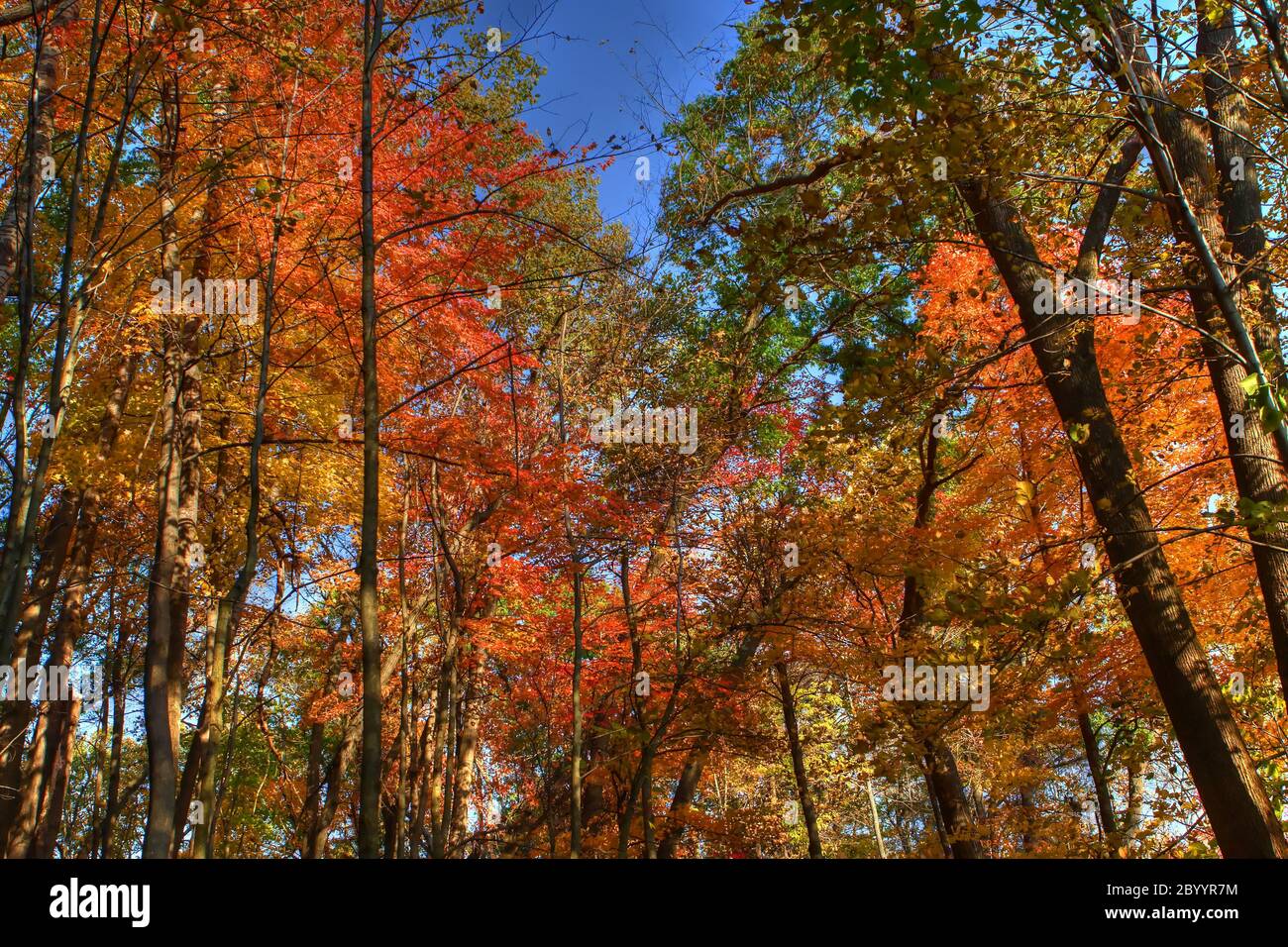 Forest Trees in High Dynamic Range Stock Photo