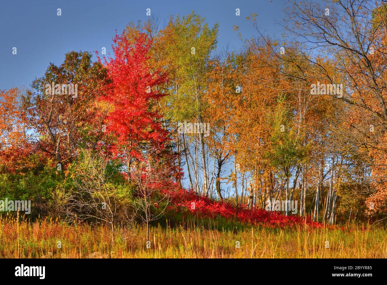 Forest Trees in High Dynamic Range Stock Photo